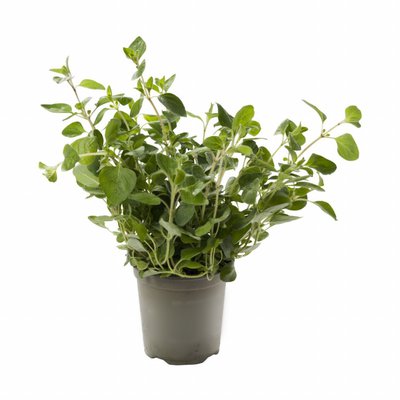 Kruiden OREGANO in pot ca 15 / 20 cm (per stuk)