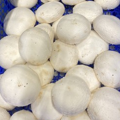 Champignons reus 2 kg