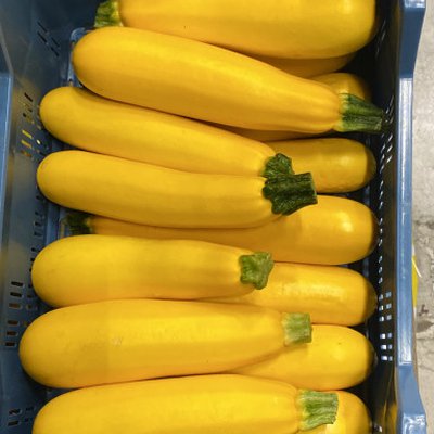 Courgette GEEL (14 stuks)