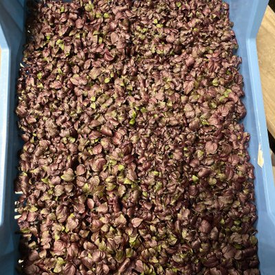 Shiso Purple 1 kist 16 bakjes (goed voor 125 broodjes) *Bestelartikel