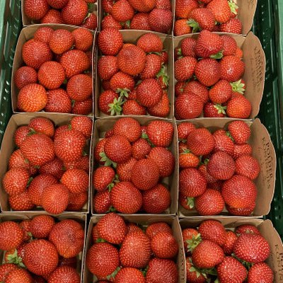 Aardbeien 400 / 500 gr (per 10 stuks)