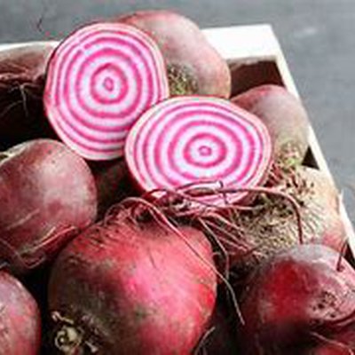 Chioggia bieten 5 kg