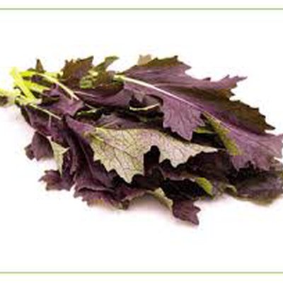 Curly Kale red (Rode babyleaf boerenkool) 4 x 250 gram  * 1 werkdag levertijd