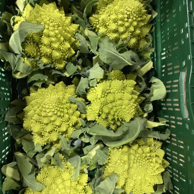 Romanesco