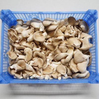Oesterzwammen 1.5  kg