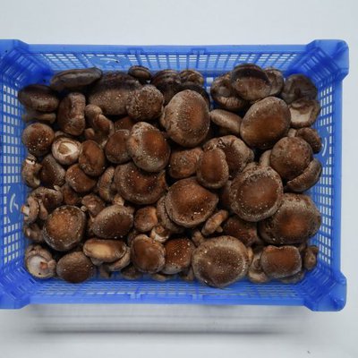 Shiitake 1,5 kg klasse 1