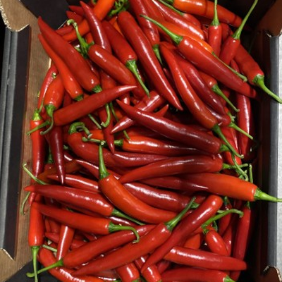 Spaanse peper rood per kg