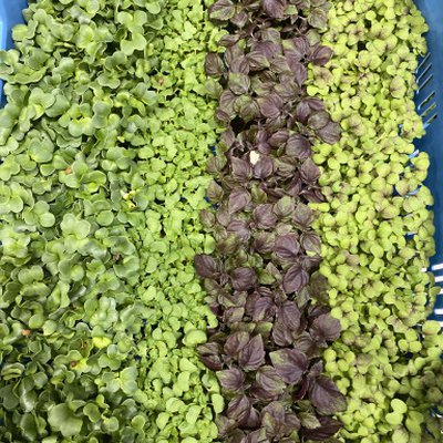 Shiso Mix cress doos met 16 bakjes