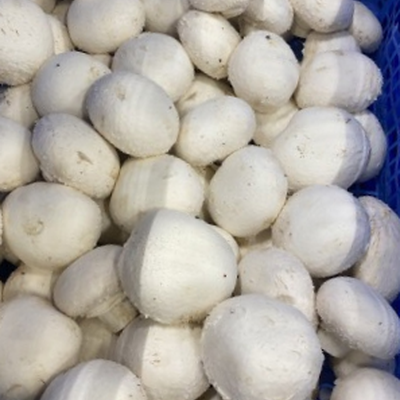 Champignons middel 2,5 kg